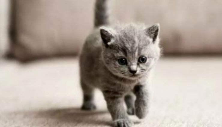 कोरोना वायरस बना इस बिल्ली के लिए बड़ी परेशानी, घटना कर देगी आपको चकित कोरोना वायरस बना इस बिल्ली के लिए बड़ी परेशानी, घटना कर देगी आपको चकित