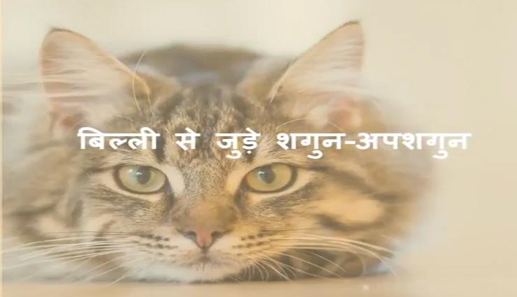 शगुन-अपशगुन - बिल्ली का बार-बार घर में आना देता है अशुभ घटना का संकेत, जाने