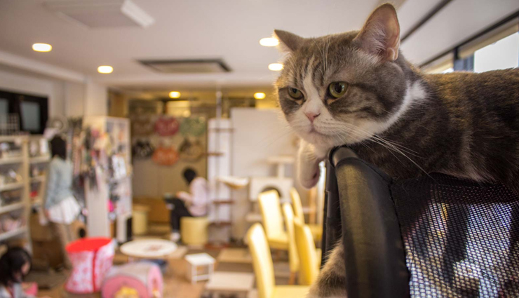 5 Amazing Cat Cafes To Visit Around The World