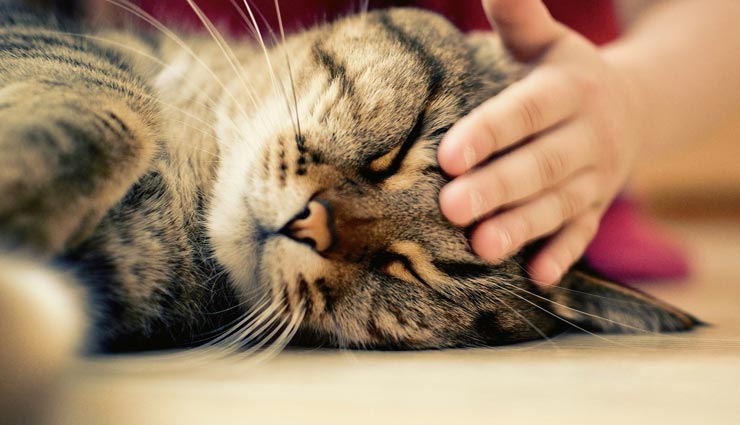 बिल्ली के बच्चों के साथ हुई घिनौनी हरकत!! इंसानियत शर्मसार, थाने में दर्ज हुआ केस