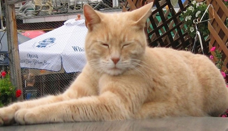 एक बिल्ली बनी शहर की मेयर, जानें क्यों और कैसे 