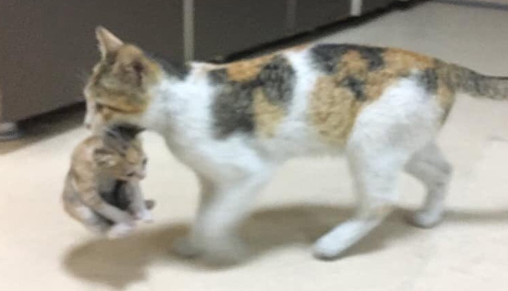 बीमार बच्चे को हॉस्पिटल की इमरजेंसी में लेकर पहुंची बिल्ली, डॉक्टर हैरान