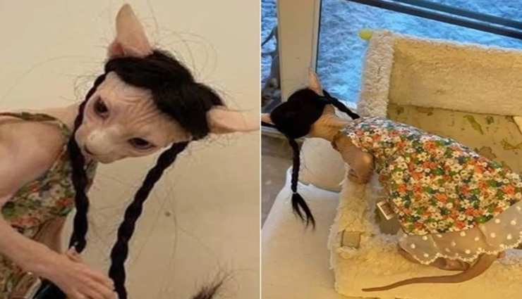 इंटरनेट पर छा गई नकली बाल लगाए और कपड़े पहनी यह बिल्ली
