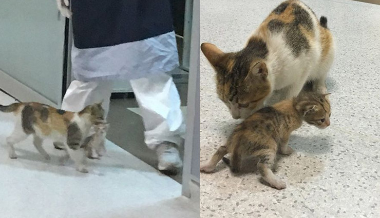viral photos,turkey,istanbul hospital,cat brought her sick kitten to hospital,cat viral photos,weird news , तुर्की, इस्तानबुल, बिल्ली, वायरल वीडियो