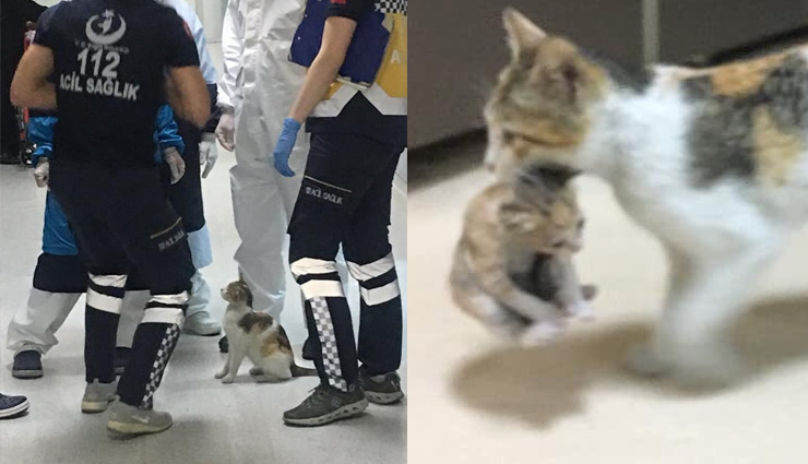 viral photos,turkey,istanbul hospital,cat brought her sick kitten to hospital,cat viral photos,weird news , तुर्की, इस्तानबुल, बिल्ली, वायरल वीडियो
