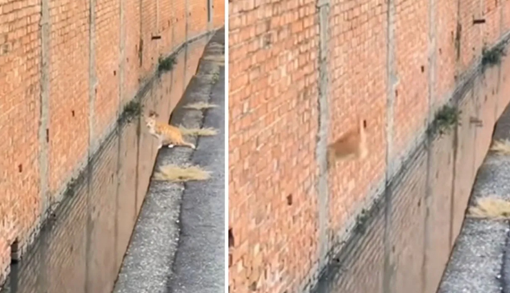 VIDEO : बिल्ली की छलांग का यह नजारा देख रह गया हर कोई हैरान!
