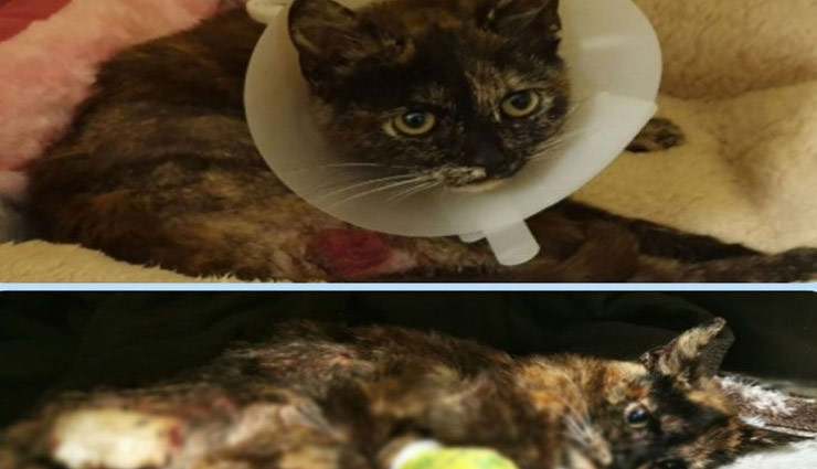 cat rape,burned,rape in england,cat,rape viral,weird news,weird news in hindi