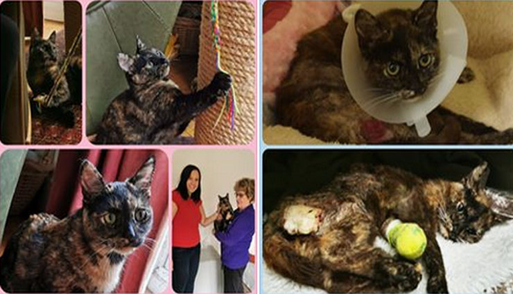 cat rape,burned,rape in england,cat,rape viral,weird news,weird news in hindi