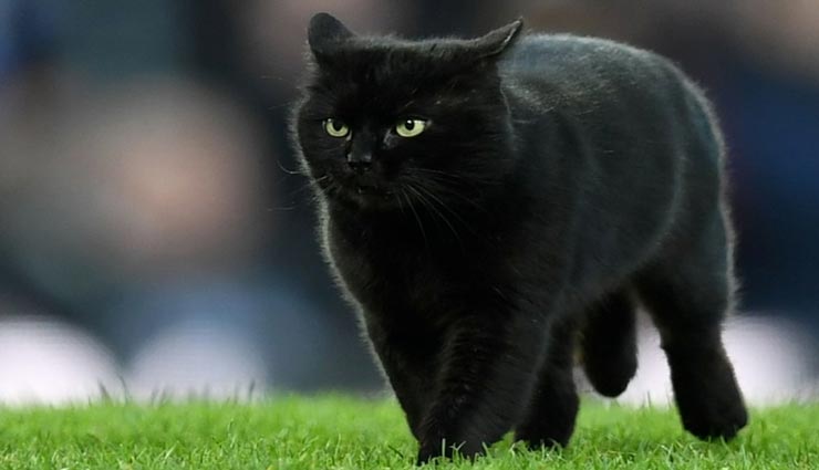 astrology tips,astrology tips in hindi,auspicious signs of cat,tips related to cat