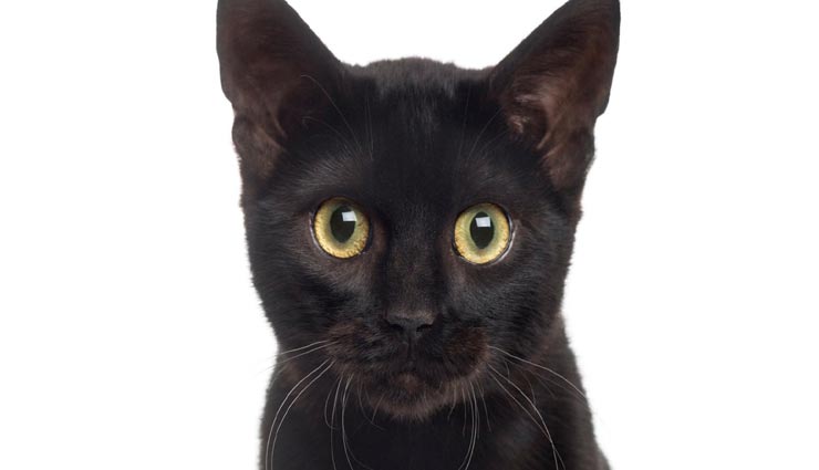 astrology tips,astrology tips in hindi,cat signs