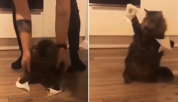 हर किसी को हंसने पर मजबूर कर रहा बिल्ली का यह वीडियो, आइये देखें 