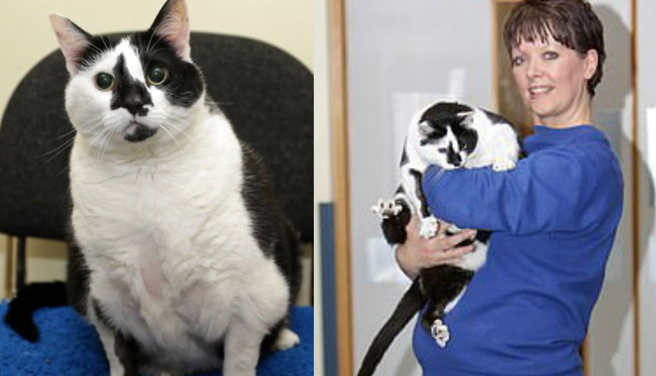 ठूस-ठूसकर खाना खिलाने की वजह से बढ़ा बिल्ली का वजन, अब स्पेशल डाइट से होगा कंट्रोल