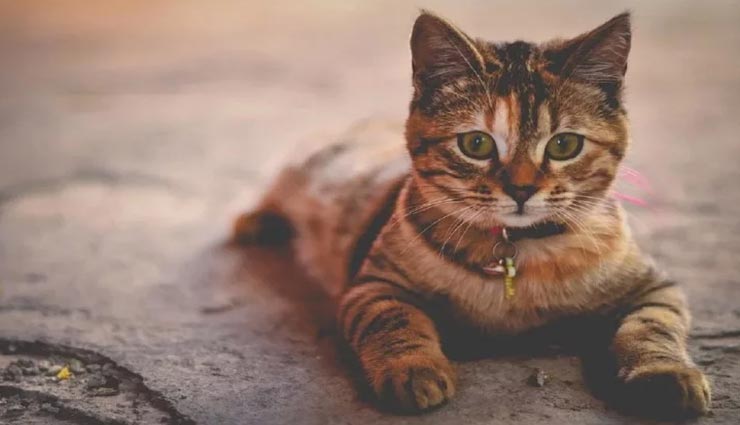 weird news,weird information,weird serial killer,cat serial killer,england news