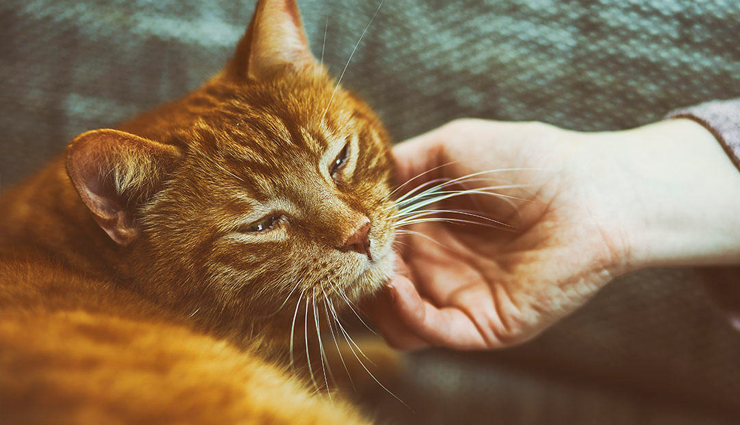 high cholesterol,remedies for high cholesterol,high cholesterol treatment,Health,Health tips,cholesterol