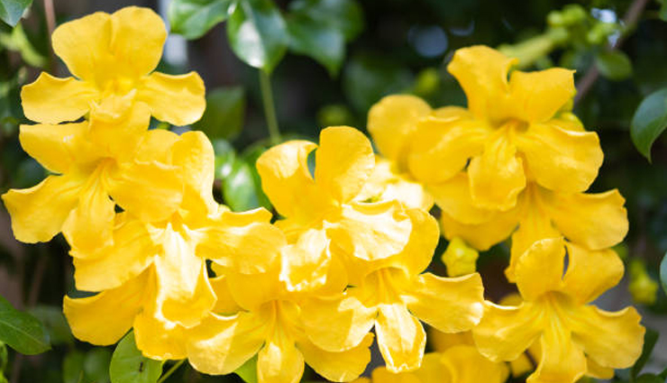 home remedies for angina,ways to treat angina,naturally treating angina,healthy living,Health tips