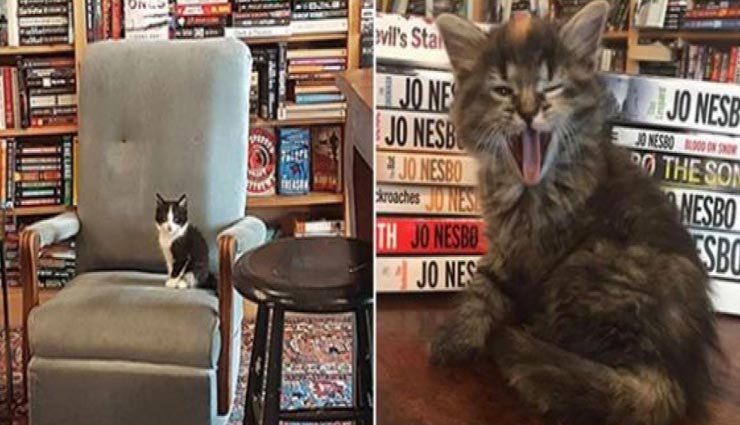 किताबों के साथ बिल्लियां भी देता है यह बुकस्टोर, पूरी करनी होती हैं यह शर्त