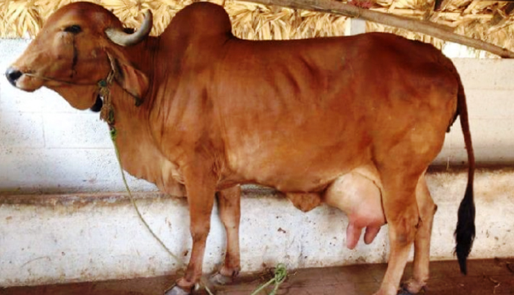 breeds of cattle,breeds of cattle  in india,gyr cattle,gujarat,red sindhi,punjab,haryana,sahiwal cattle,punjab,rathi cattle,rajasthan,tharparkar cattle,gujarat,kankrej cattle,gujarat