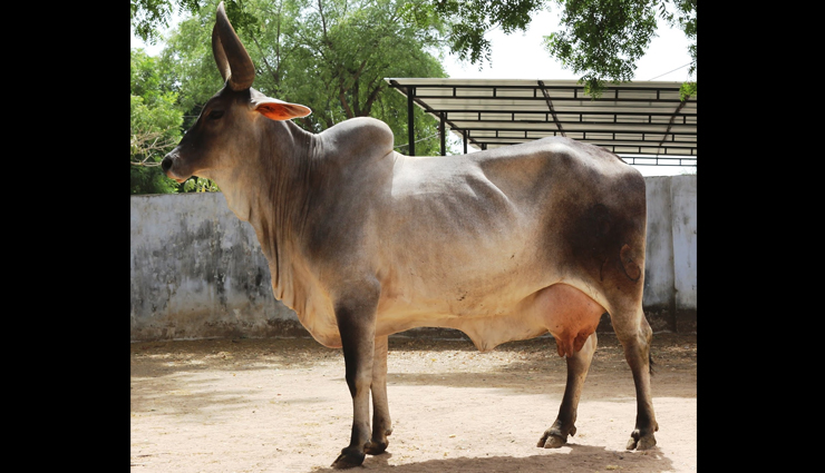 breeds of cattle,breeds of cattle  in india,gyr cattle,gujarat,red sindhi,punjab,haryana,sahiwal cattle,punjab,rathi cattle,rajasthan,tharparkar cattle,gujarat,kankrej cattle,gujarat