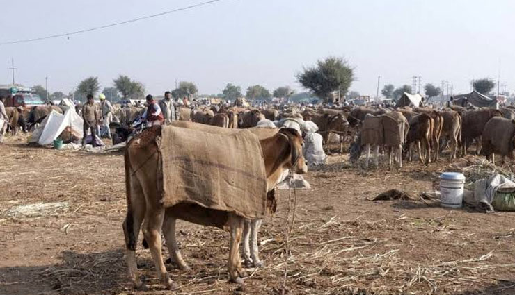 5 Biggest Cattle Fairs To Witness in India
