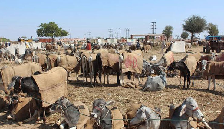 biggest cattle fair,cattle fair in india,india,sonepur cattle fair,nagaur cattle fair,jhalawar cattle fair,pushkar cattle fair,kolayat cattle fair