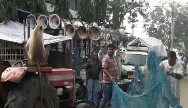 weird news,weird incident,baboon in mp,police,baitool