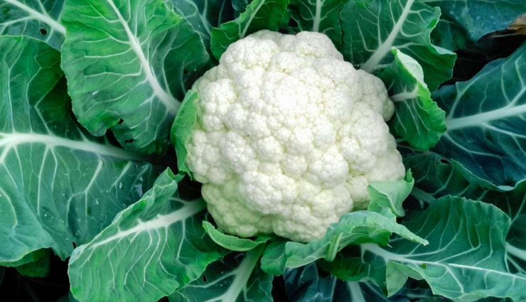 belly fat burning foods,foods for flat stomach,healthy weight loss foods,metabolism-boosting foods,fat-burning diet,belly fat reduction tips,nutrition for weight loss,healthy living tips,superfoods for weight loss,foods that burn belly fat fast