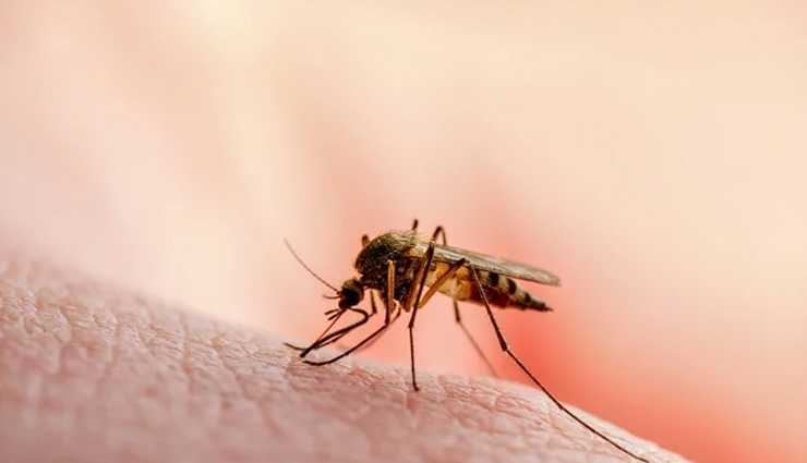 symptoms of malaria,causes of malaria,world malaria day,Health tips,fitness tips