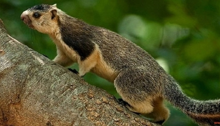 Some Interesting Facts About Cauvery Wildlife Sanctuary