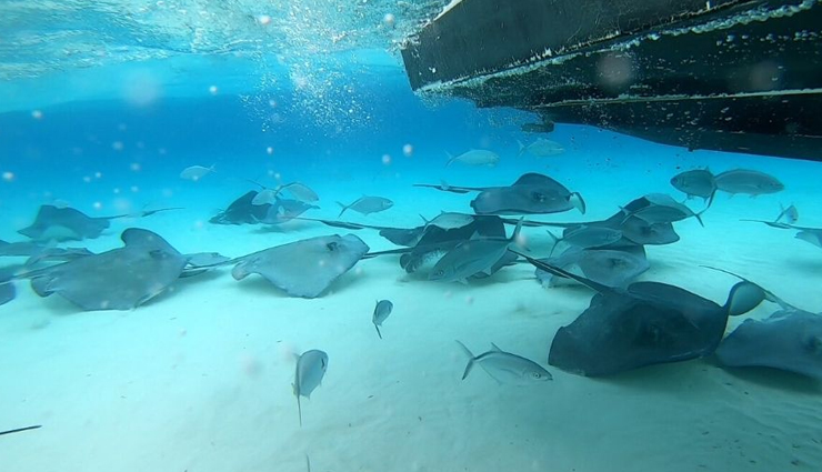 cayman islands,places to visit in cayman islands,tourist attractions in cayman islands,seven mile beach,stingray city,george town,diving in the cayman islands,atlantis submarines,cayman turtle centre island wildlife encounter,bloody bay marine reserve,little cayman