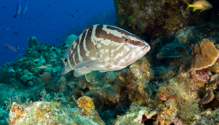 cayman islands,places to visit in cayman islands,tourist attractions in cayman islands,seven mile beach,stingray city,george town,diving in the cayman islands,atlantis submarines,cayman turtle centre island wildlife encounter,bloody bay marine reserve,little cayman