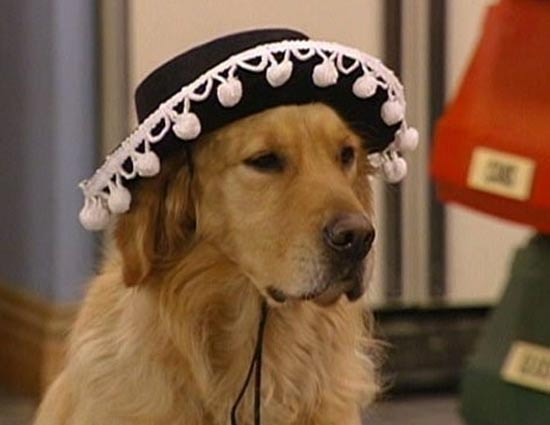 5 Pets Who Are a Big Television Celebrity