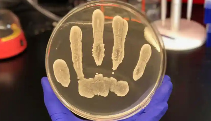 celery,health benefits of celery,Health tips,fitness tips