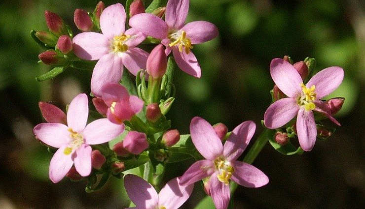 anorexia nervosa treatment,home remedies for anorexia nervosa,natural remedies for anorexia nervosa,anorexia nervosa recovery tips,anorexia nervosa cure,anorexia nervosa diet plan,anorexia nervosa therapy,anorexia nervosa herbal remedies,holistic remedies for anorexia nervosa,anorexia nervosa remedies for appetite stimulation,anorexia nervosa remedies for weight gain,anorexia nervosa remedies for depression,anorexia nervosa remedies for anxiety,anorexia nervosa remedies for digestive health,anorexia nervosa remedies for body image issues,anorexia nervosa remedies for nutritional deficiencies,ayurvedic remedies for anorexia nervosa,Health,Health tips