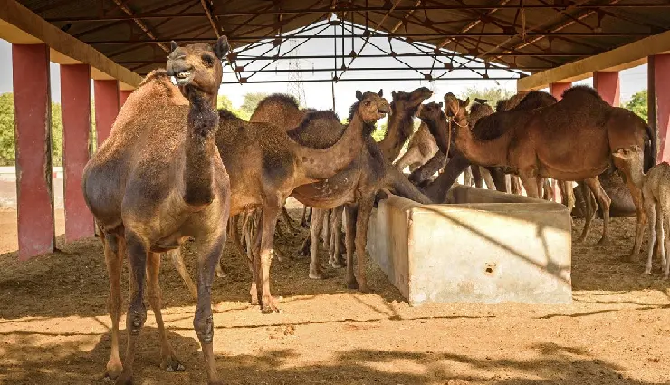 bikaner tourist attractions,junagarh fort bikaner,best places to visit in bikaner,bikaner history and culture,rajasthan desert cities,bikaner havelis and temples,bikaner heritage sites,royal cities of rajasthan,things to do in bikaner,thar desert tourism