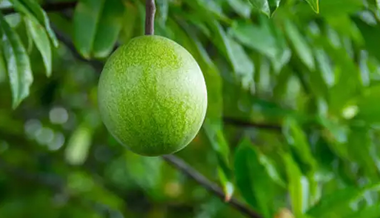 भारत में सुसाइड ट्री के नाम से जाना जाता है सेर्बेरा ओडोलम, कोबरा के जहर और साइनाइड से भी खतरनाक है इसका फल cerbera odollam facts,cerbera odollam poison,odollam tree information,deadly plants,toxicology of cerbera odollam,symptoms of odollam poisoning,medicinal uses of cerbera odollam,poisonous plants awareness,cerbera odollam case studies,cardiac glycosides in odollam,natural poisons in plants,toxic effects of cerbera odollam,odollam poisoning treatment,plant-induced fatalities,cerbera odollam in traditional medicine