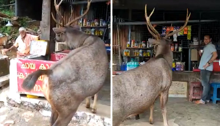चाय की दुकान पर पहुंच गया विशाल हिरण, IFS अधिकारी ने वीडियो शेयर कर कहा- जंगली जानवरों का रिहायशी इलाकों में जाना ठीक नहीं 