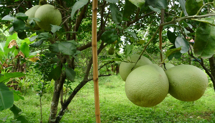 fat burning foods,healthy living,Health tips