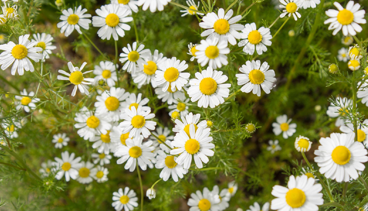 ayurvedic plants,beauty benefits of auurvedic plants,beauty tips,skin care tips