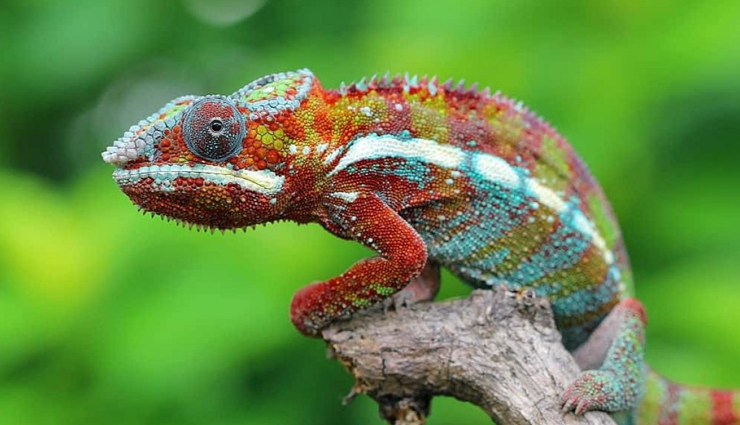 सोशल मीडिया पर आग की तरह वायरल हो रहा रंग-बिरंगे गिरगिट का यह वीडियो, आप भी देखें यहां