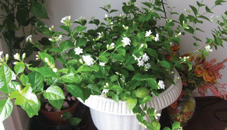 bedroom plants,household tips,home decor,plants for sound sleep