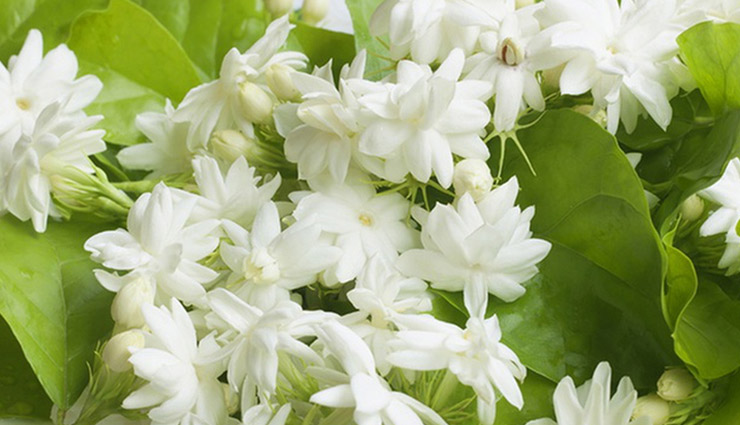 चमेली के फूल से पाए खूबसूरती और सुगंध, इस तरह ले इन्हें काम में 