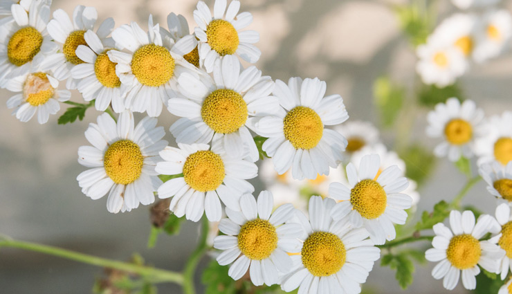 oil for healthy scalp,essential oil for scalp,oil for scalp,hair care tips,scalp care tips,lavender essential oil,khus essential oil,rosemary essential oil,chamomile essential oil,ylang ylang essential oil,peppermint essential oil,cedarwood essential oil,petitgrain essential oil,clary sage essential oil,patchouli essential oil,beauty,beauty tips,hair care beauty tips