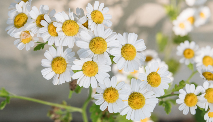 burning eyes,home remedies to treat burning eyes,burning eyes problem,tips to get rid of burning eyes,eyes care tips,eyes care,Health,Health tips