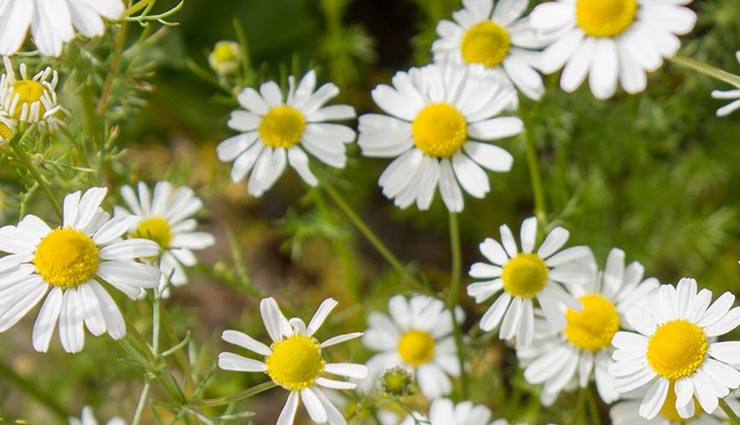 flowers that are beneficial for your skin and hair,beauty tips,beauty hacks