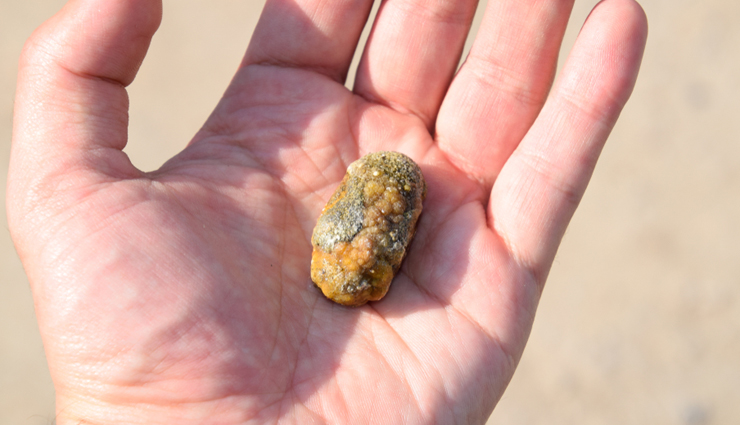 chanca piedra,health benefits of chanca piedra,Health tips,fitness tips