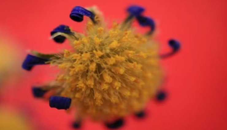 राजस्थान में बढ़ने लगे चांदीपुरा वायरस के मामले, 4 संक्रमित, 74 संदिग्ध
