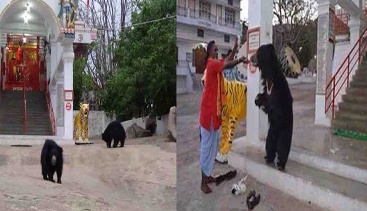 मातारानी का अनोखा मंदिर जहां दर्शन करने पहुंचते हैं भालू, ग्रहण करते हैं प्रसाद