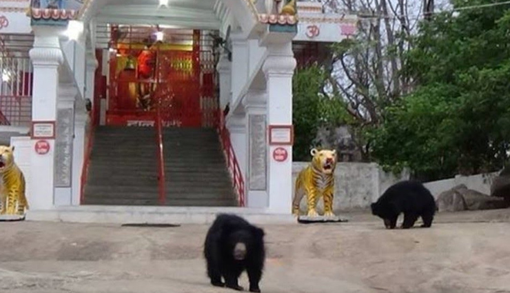 animals are worshiped in these 6 temples of india,holidays,travel,tourism