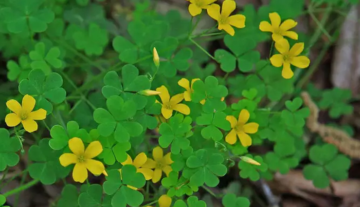 पेट में अल्सर होना है एक दर्दनाक समस्या, इन घरेलू उपायों से मिलेगी राहत home remedies for stomach ulcers,natural treatments for stomach ulcers,dietary changes for stomach ulcers,best home remedies for stomach ulcers,alternative treatment for stomach ulcers,home remedies for stomach ulcer pain,natural remedies for stomach ulcer symptoms,home remedies for stomach ulcers without medication,home treatments for gastric ulcers,effective home remedies for peptic ulcers,diy ulcer treatments at home,holistic approaches to treat ulcers naturally,foods that aid in ulcer healing,lifestyle changes for managing stomach ulcers at home