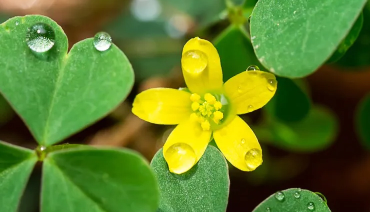 effective home remedies to get rid of warts,beauty tips,beauty hacks